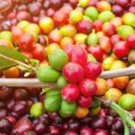Whole Coffee Cherry Extract