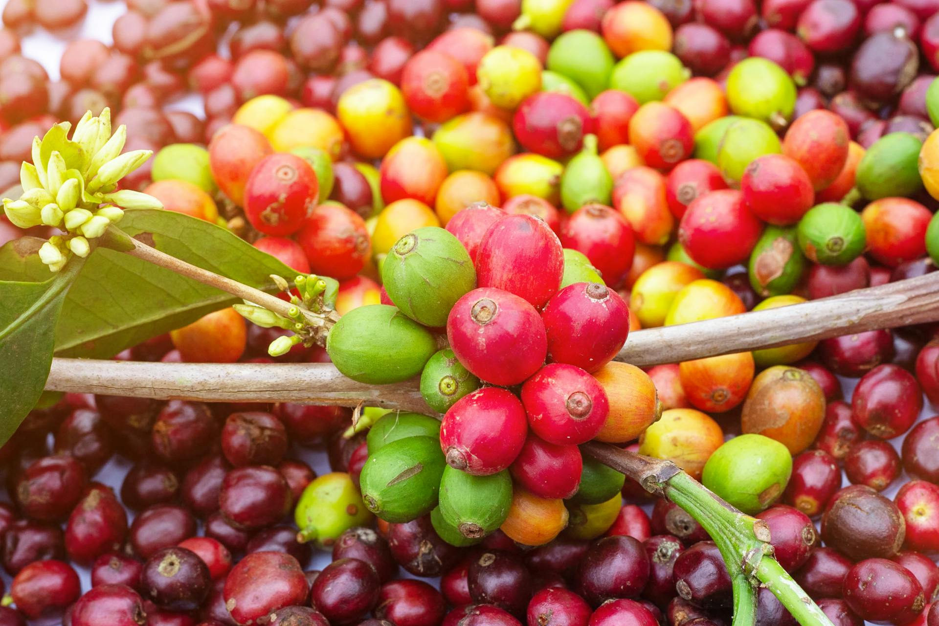 Whole Coffee Cherry Extract