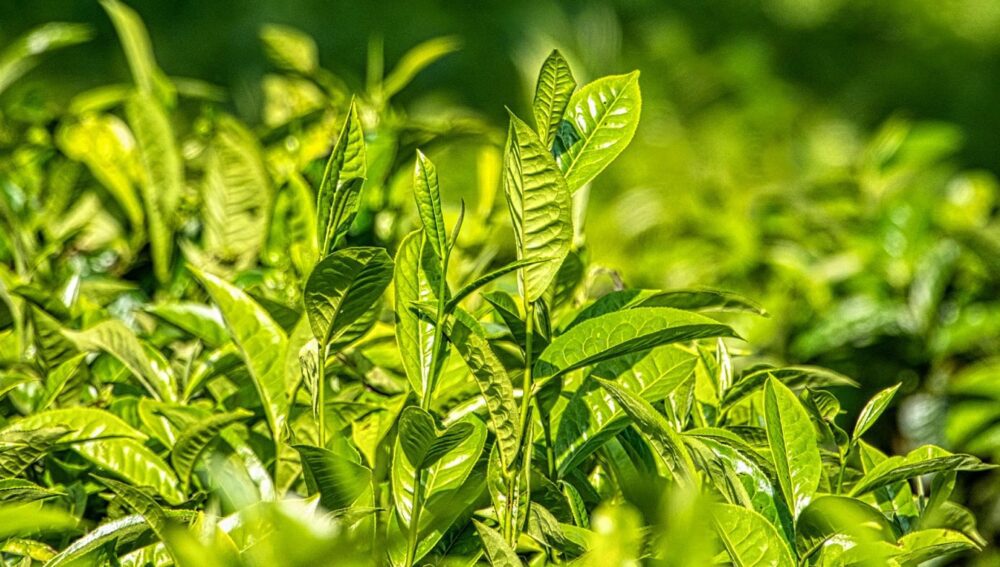 Does Tea Have Caffeine?